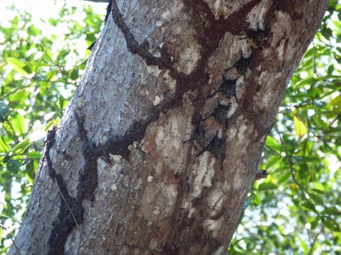 Tree bats