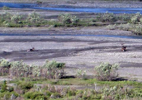 Caribou