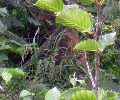 Bear